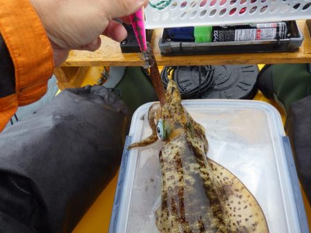 今日もティップラン